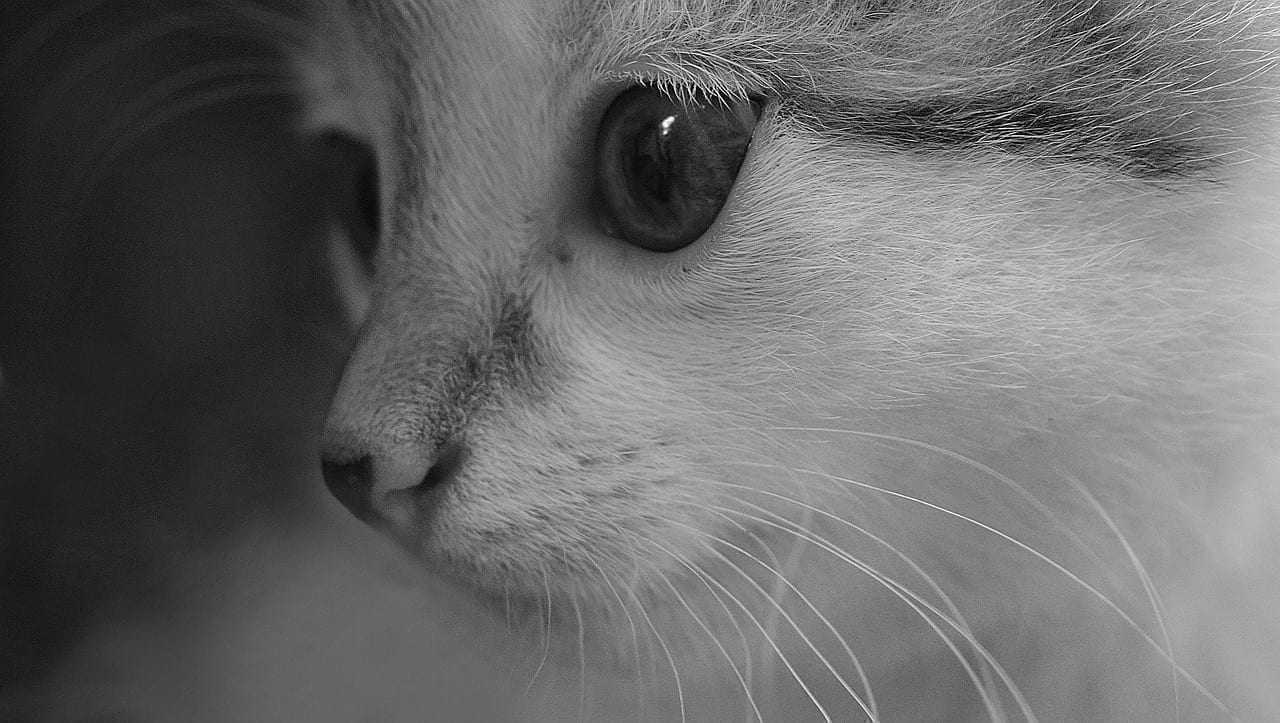 Happy Paws Daily homepage cover image
