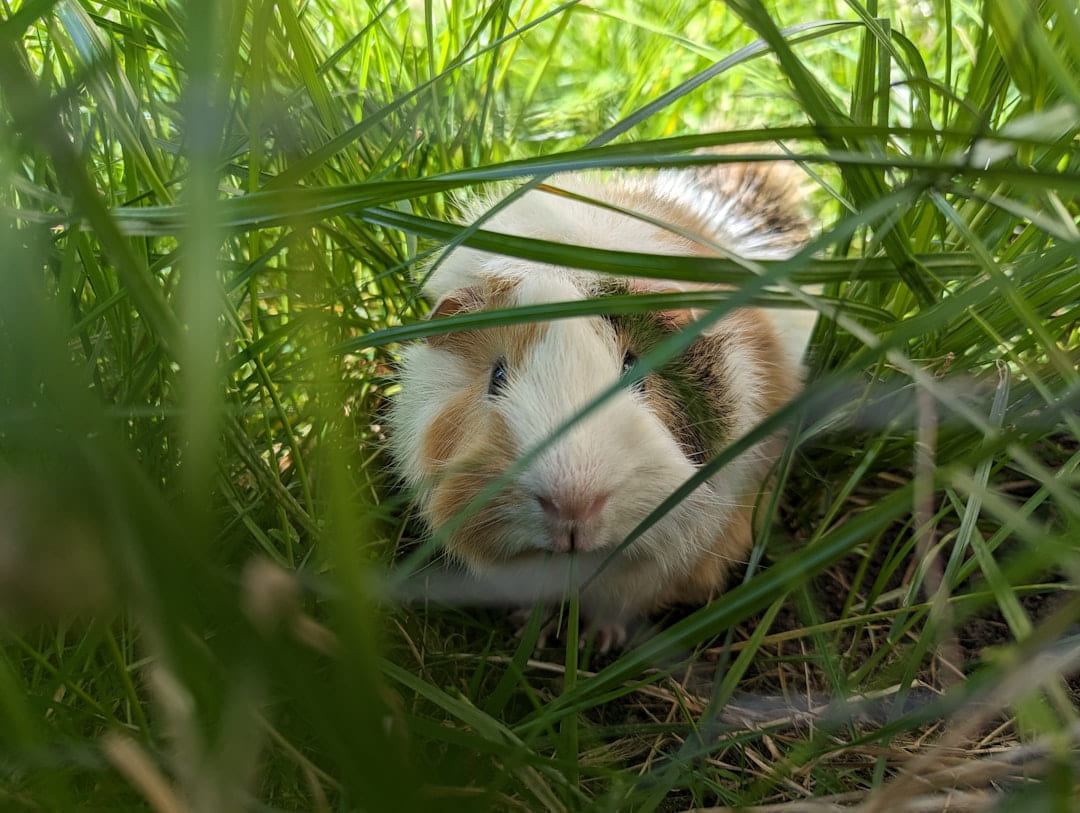 Little Critter Guide homepage cover image